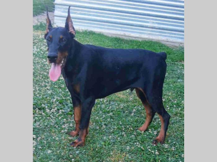 doberman štenci vrhunskih krvnih linija besplatni mali oglasi