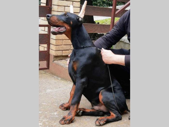 doberman štenci vrhunskih krvnih linija besplatni mali oglasi