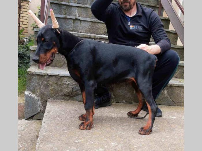 doberman štenci vrhunskih krvnih linija besplatni mali oglasi