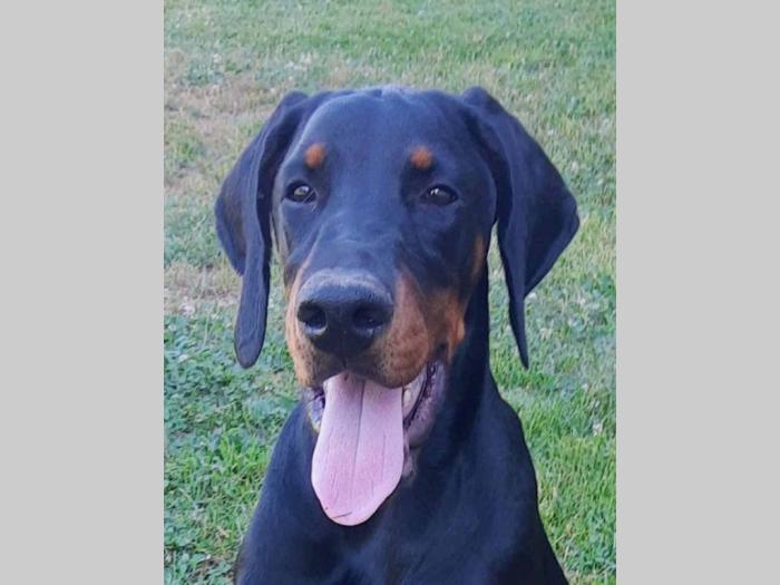 doberman štenci vrhunskih krvnih linija besplatni mali oglasi