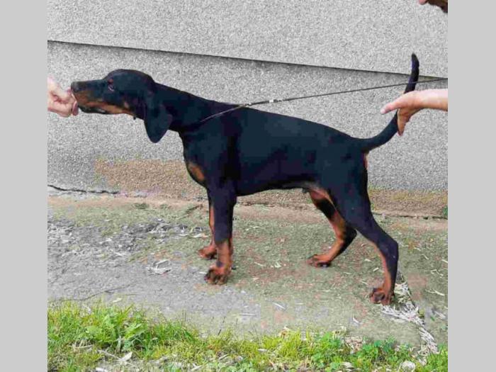 doberman štenci vrhunskih krvnih linija besplatni mali oglasi