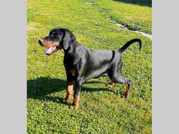 doberman štenci vrhunskih krvnih linija besplatni mali oglasi