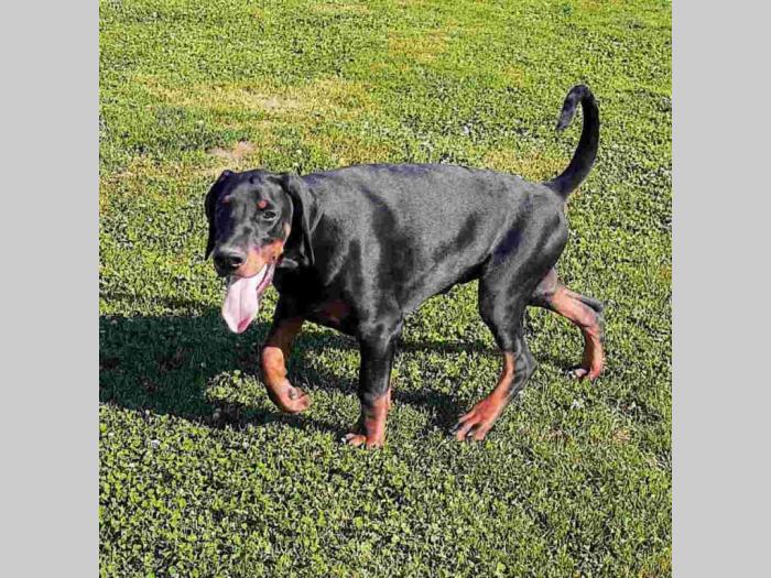 doberman štenci vrhunskih krvnih linija besplatni mali oglasi