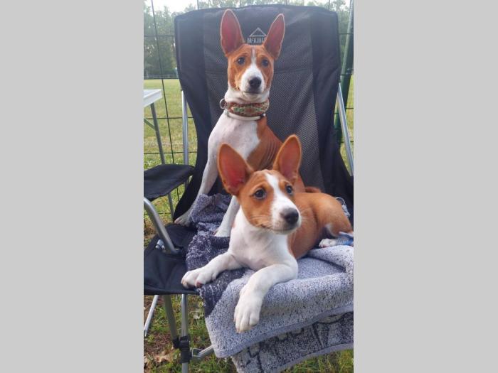top štenci basenji besplatni mali oglasi