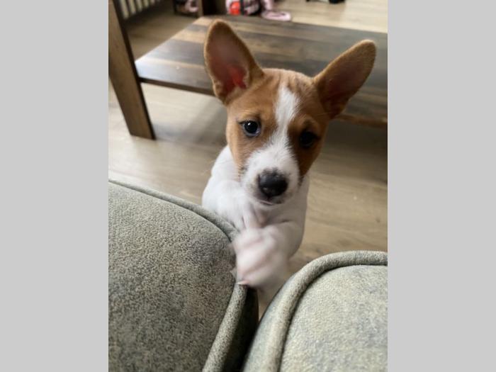top štenci basenji besplatni mali oglasi