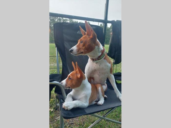 top štenci basenji besplatni mali oglasi