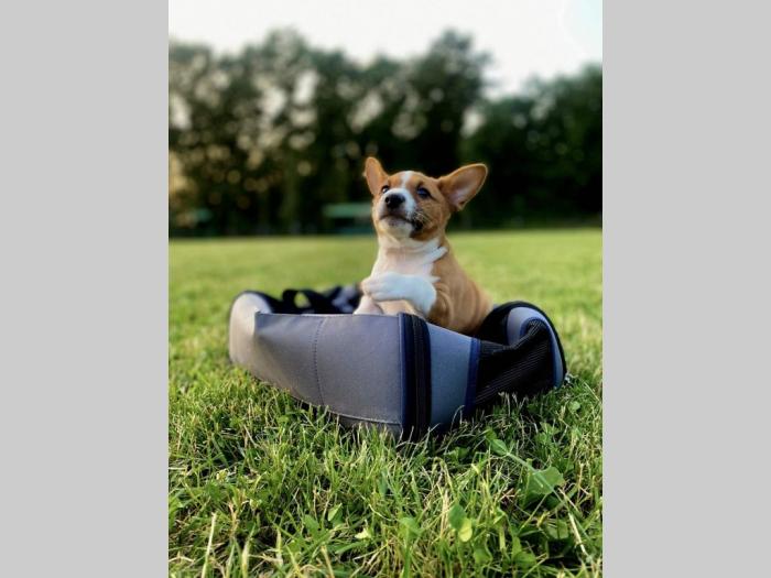 top štenci basenji besplatni mali oglasi
