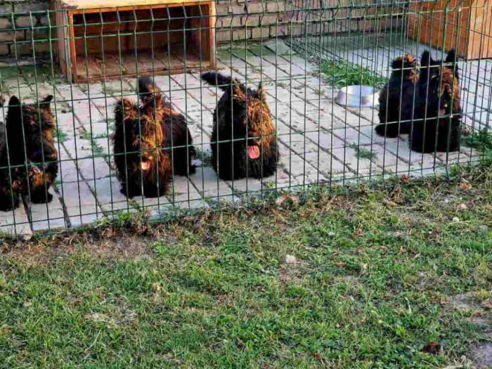 prodajem škotske terijere mužijaka i tri ženke besplatni mali oglasi