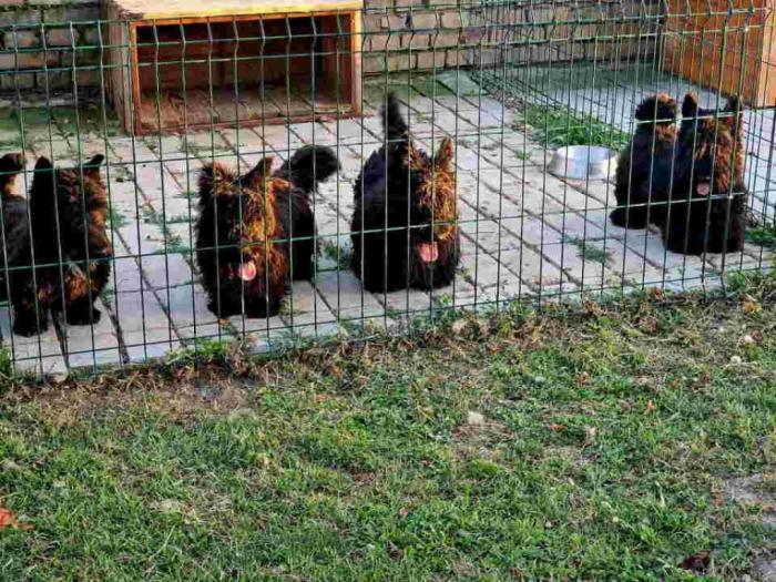 prodajem škotske terijere mužijaka i tri ženke besplatni mali oglasi