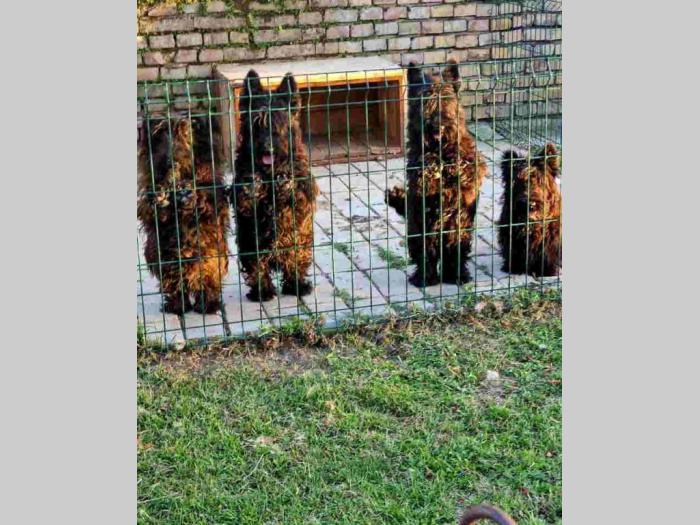 prodajem škotske terijere mužijaka i tri ženke besplatni mali oglasi