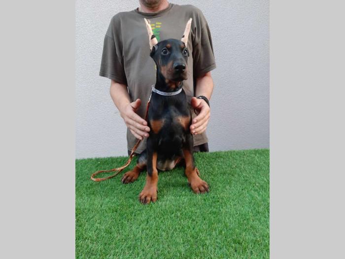 štenci dobermana besplatni mali oglasi