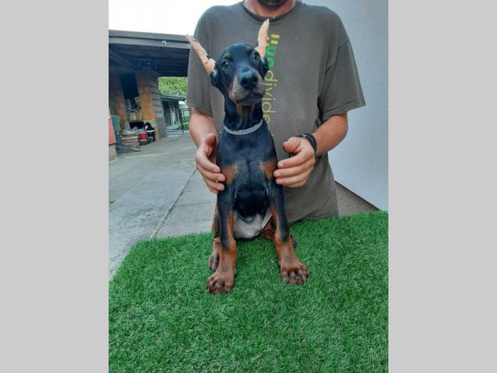 štenci dobermana besplatni mali oglasi