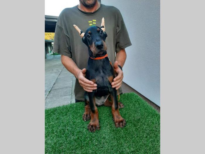 štenci dobermana besplatni mali oglasi