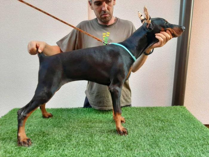 štenci dobermana besplatni mali oglasi