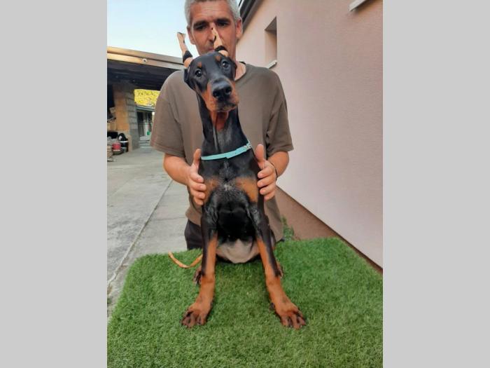 štenci dobermana besplatni mali oglasi