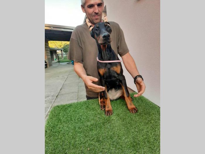 štenci dobermana besplatni mali oglasi