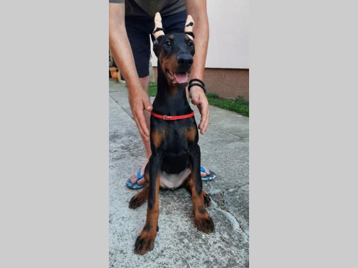 štenci dobermana besplatni mali oglasi