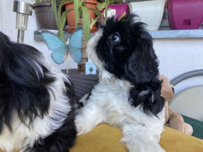 predivni štenci ši cu od odličnih roditelja besplatni mali oglasi