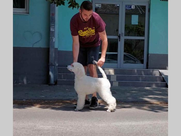 štenci standardne pudle roditelji šampionskog porekla besplatni mali oglasi
