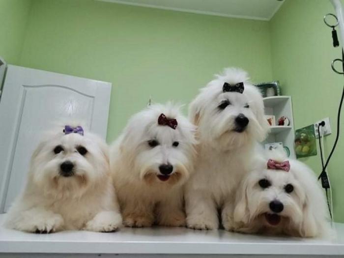 štenci coton de tulear (tulearski pas) besplatni mali oglasi