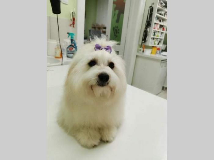 štenci coton de tulear (tulearski pas) besplatni mali oglasi