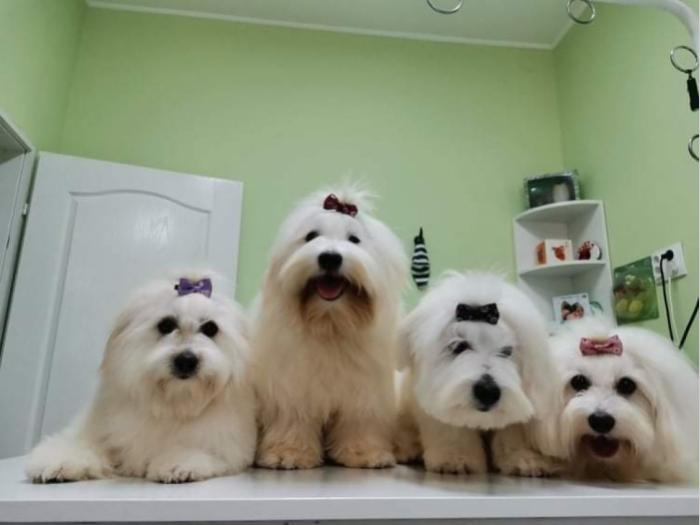 štenci coton de tulear (tulearski pas) besplatni mali oglasi