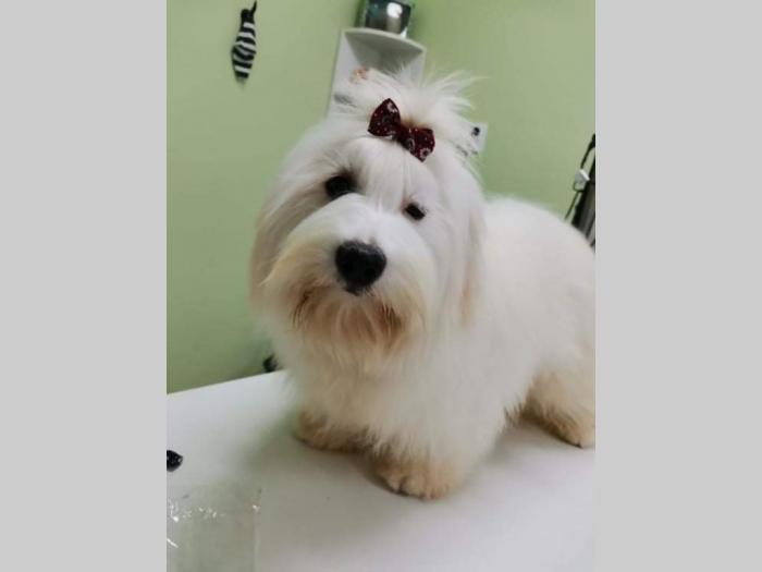 štenci coton de tulear (tulearski pas) besplatni mali oglasi