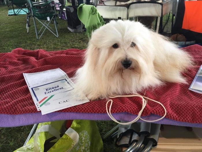štenci coton de tulear (tulearski pas) besplatni mali oglasi