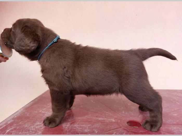 na prodaju braon štenci labrador retrivera besplatni mali oglasi