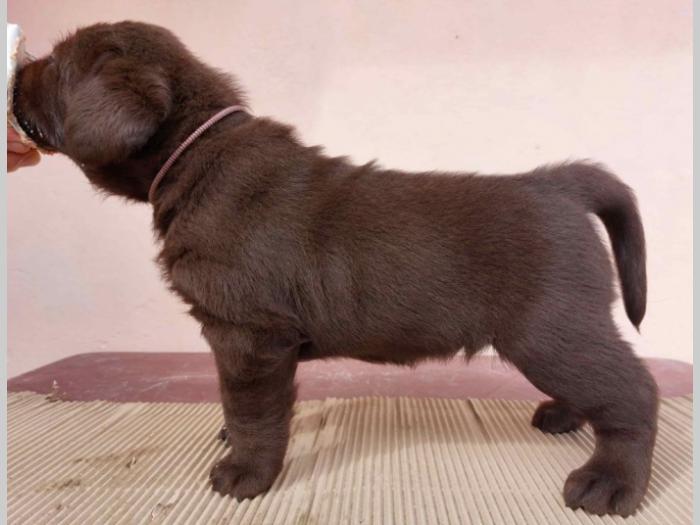 na prodaju braon štenci labrador retrivera besplatni mali oglasi