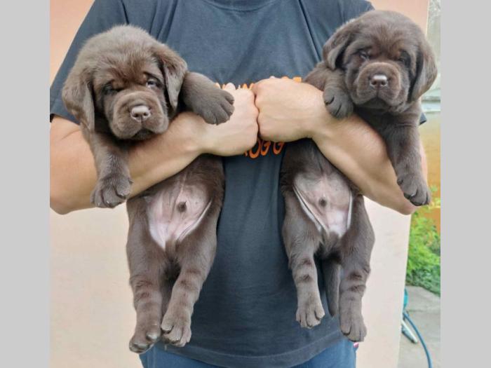 na prodaju braon štenci labrador retrivera besplatni mali oglasi