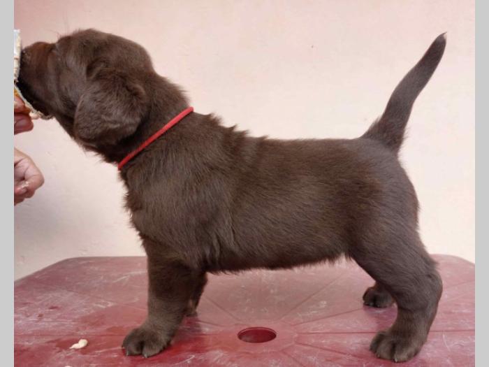 na prodaju braon štenci labrador retrivera besplatni mali oglasi