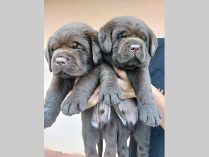 na prodaju braon štenci labrador retrivera besplatni mali oglasi