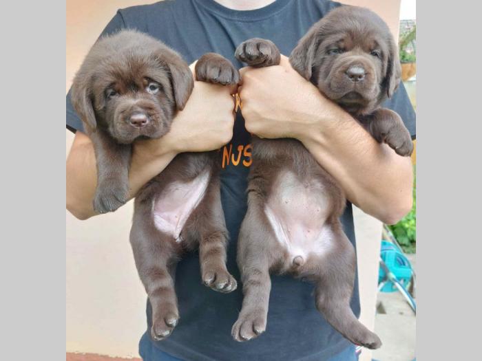 na prodaju braon štenci labrador retrivera besplatni mali oglasi
