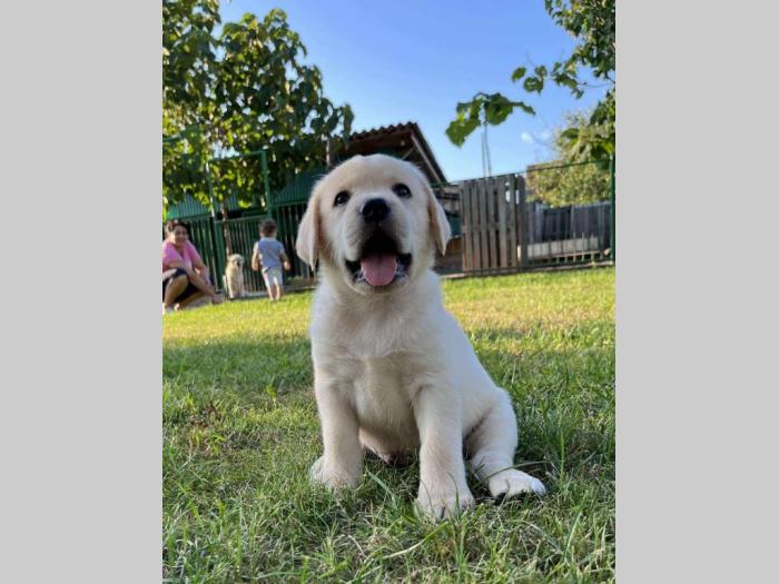 labrador retriver štenci besplatni mali oglasi