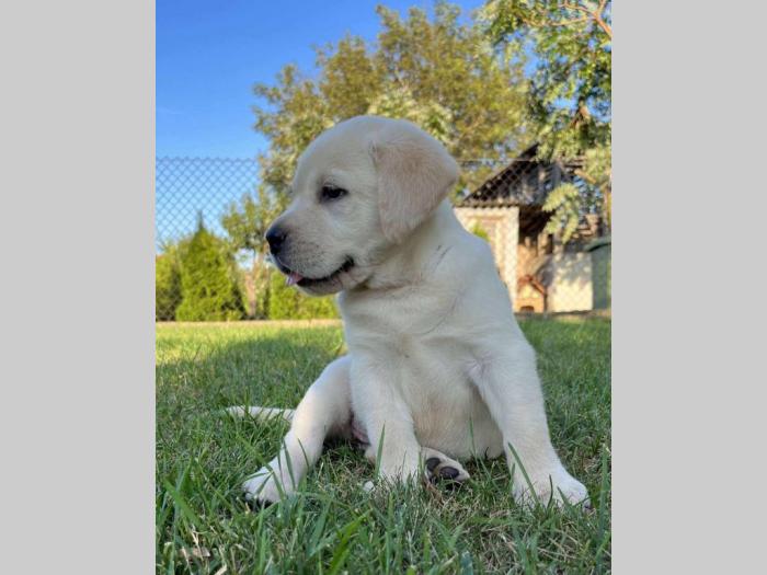 labrador retriver štenci besplatni mali oglasi