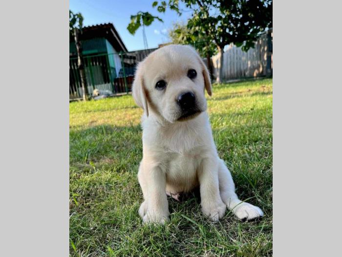 labrador retriver štenci besplatni mali oglasi