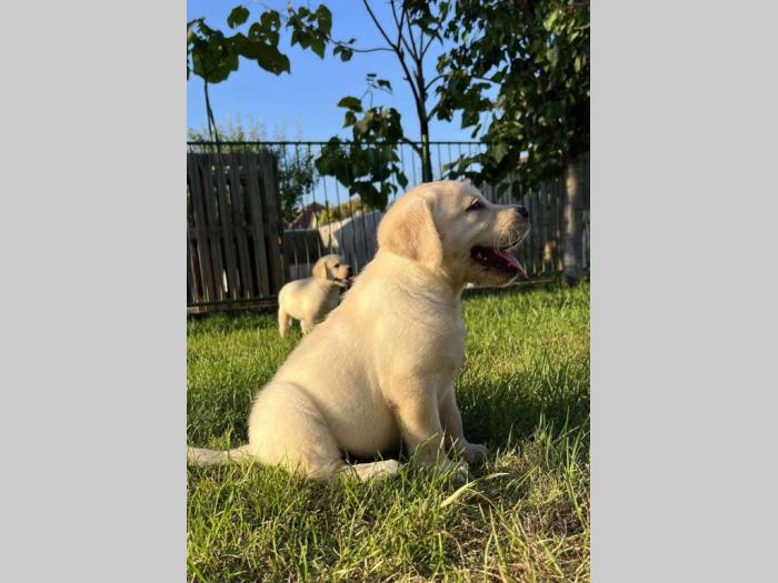 labrador retriver štenci besplatni mali oglasi