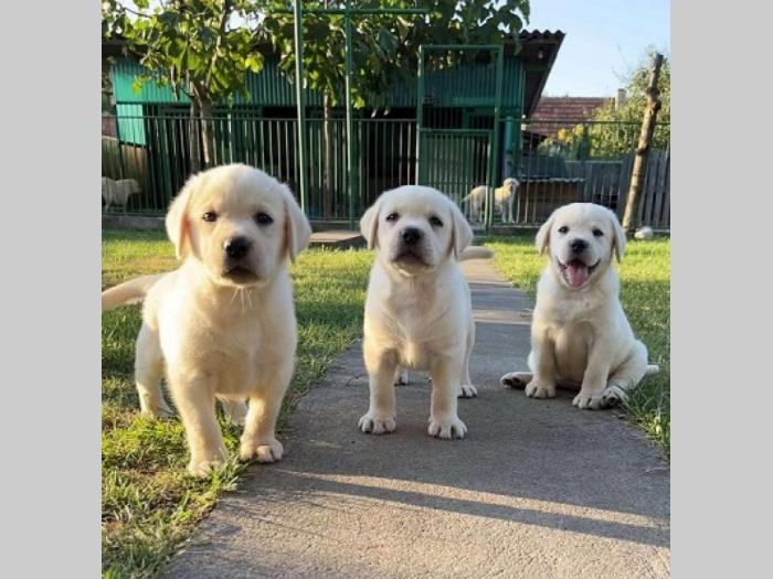 labrador retriver štenci besplatni mali oglasi