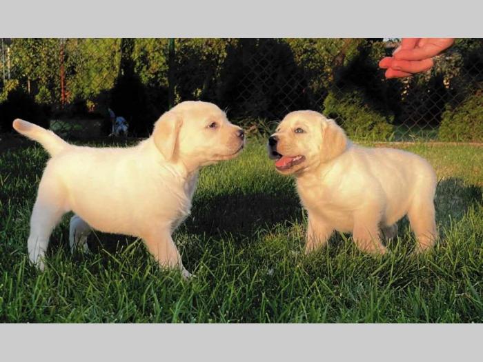 labrador retriver štenci besplatni mali oglasi