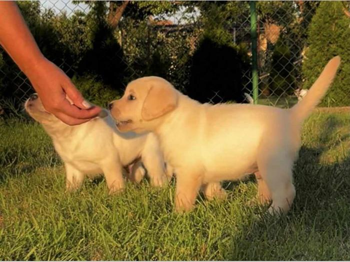 labrador retriver štenci besplatni mali oglasi