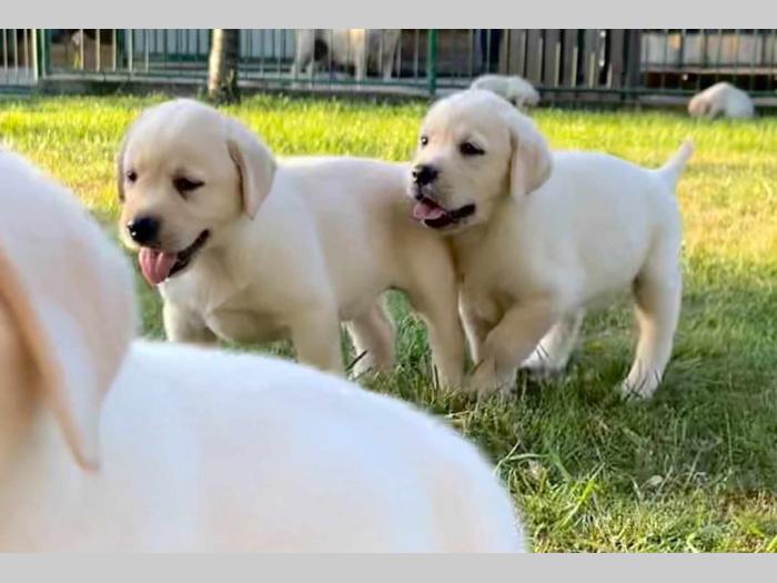 labrador retriver štenci besplatni mali oglasi