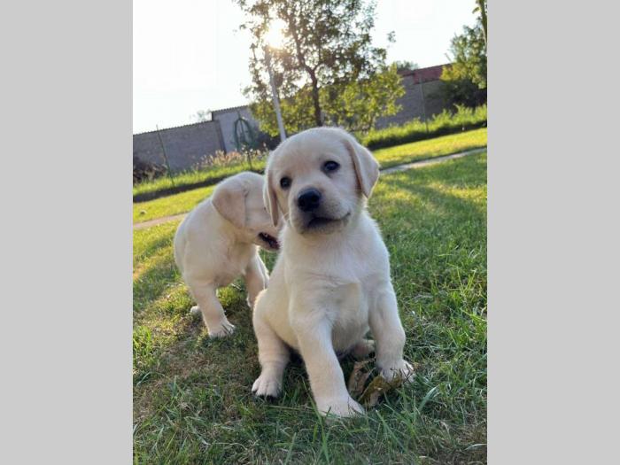 labrador retriver štenci besplatni mali oglasi
