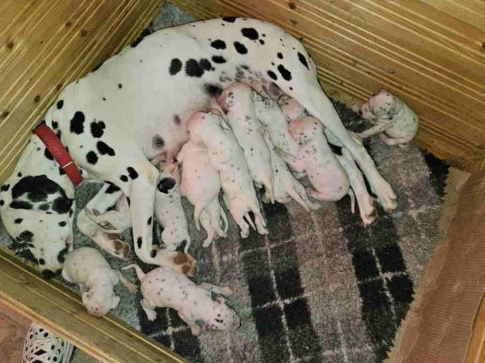 dalmatinski pas štenad iz odgajivačnice mediolanum niša besplatni mali oglasi