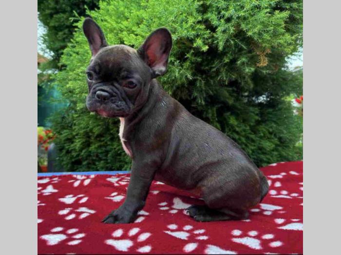 u ponudi francuski buldog star 2,5 m besplatni mali oglasi