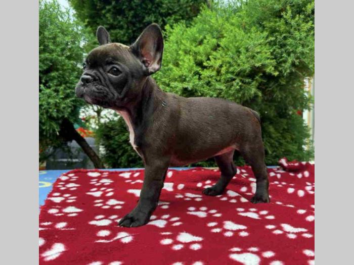 u ponudi francuski buldog star 2,5 m besplatni mali oglasi