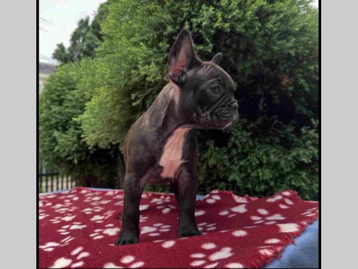 u ponudi francuski buldog star 2,5 m besplatni mali oglasi