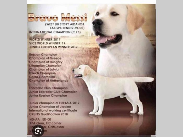 mužjak labrador retriver star 13 meseci besplatni mali oglasi