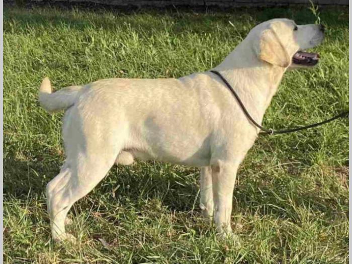 mužjak labrador retriver star 13 meseci besplatni mali oglasi
