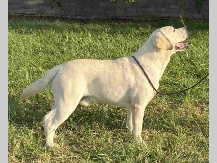 mužjak labrador retriver star 13 meseci besplatni mali oglasi